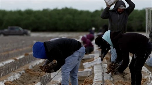 California migrant farm workers on high alert due to rise in deportations