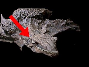 9 Most AMAZING Fossil Finds In The World!