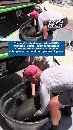 Rehabilitated manatee mother and calf swim free again after rescue in the Florida Keys