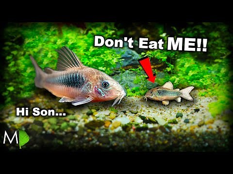 MY FISH MADE A BABY FISH!!! (surprise tiny cory) MD Fish Tanks