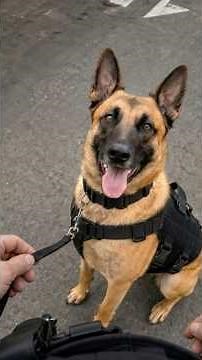He Picked Up Another Leash… But Never Let Go