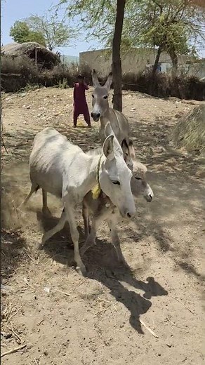 Desert Donkey Mating Season