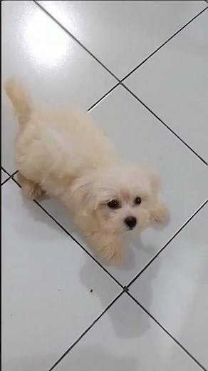 Maltese puppy barking