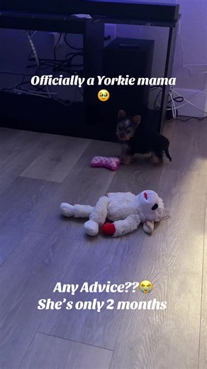 Raising a Yorkie Puppy: Tips from a New Yorkie Mama