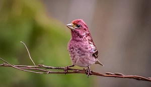 Eyes to the sky: Spring is a busy season for birds - The Weather Network