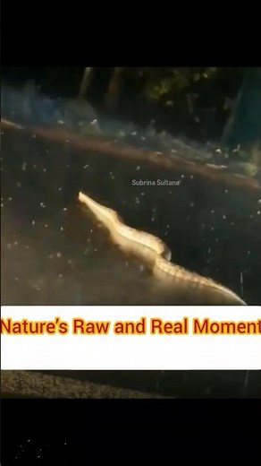 Nature’s Raw and Real Moment #naturelovers #snake #animals #snakevideo #wildlifeentertainment
