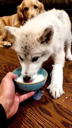 I Saved A Wolf Pup, Then This Happened... 🥺❤️ #MrWild #rescue