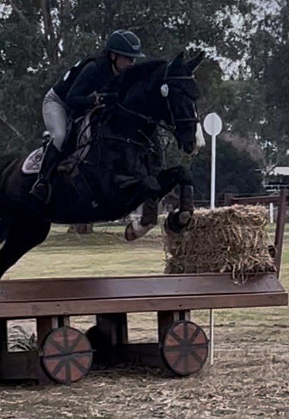 Bing Bong's Impressive Debut at Murray Eventing