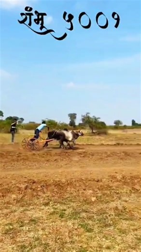 बैलगाडा शर्यत शंभू 👑 #बैलगाडा_शर्यत_महाराष्ट्र