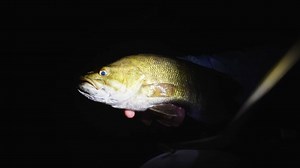 Wild Fly Productions on Reels | Facebook