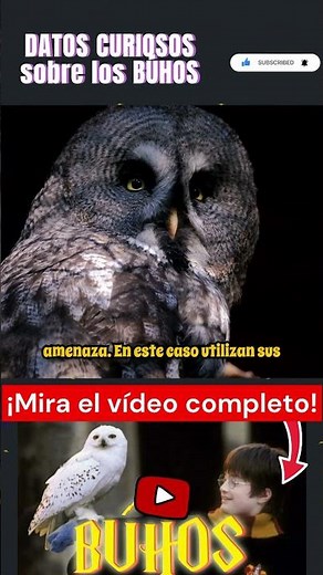 Cosas que no sabías sobre los búhos Parte 10 #búho #aves #animal #animales