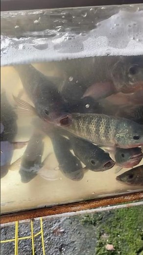 Live tilapia fish in aquarium #trending #shortvideo #viralvideo