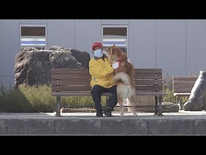 じいちゃんと秋田犬の幸せな時間 今も続く忠犬物語