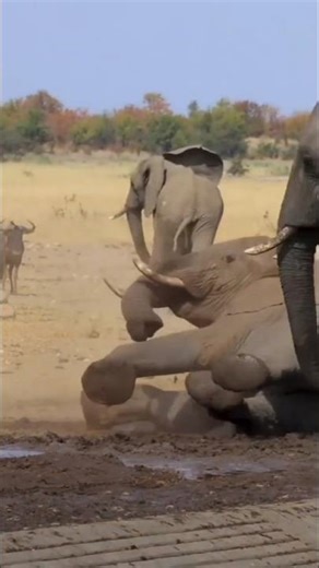 The massive elephant fall down #Shorts #animalworld
