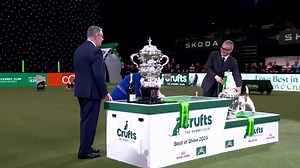 27K views · 1.1K reactions | An Australian Shepherd named Viking was crowned best in show at the Crufts dog show in Birmingham. | Reuters | Facebook