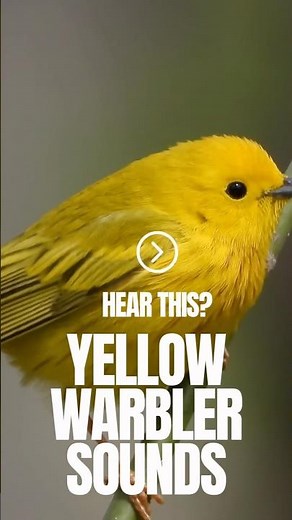 What do yellow Warblers Sound like? ￼