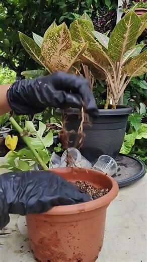 Propagation technique | Rhaphidophora Tetrasperma #plantpropagation #homegardening #gardening