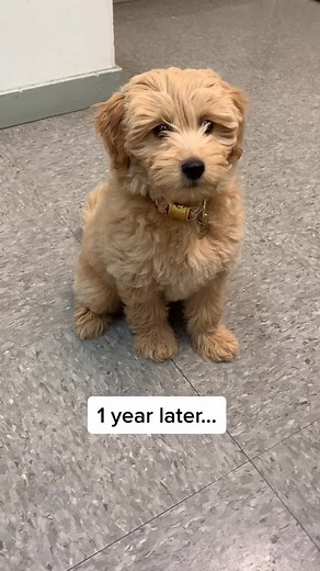 Golden Doodle Grown-Up: A Heartwarming Transformation