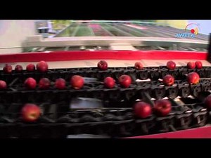 Aweta, combined presorting and packing line. HD 720