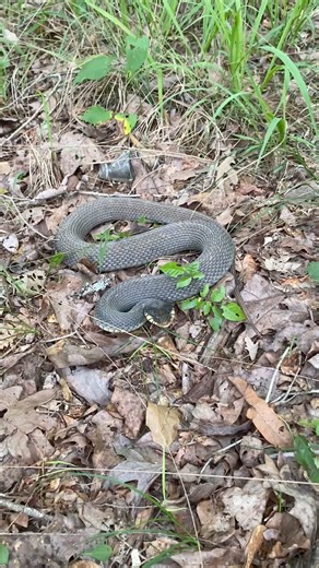 49K views · 543 reactions | Epic encounter with this beautiful non venomous plainbellied water snake (Nerodia erythrogaster). Please take the time to listen to what I have to say so you can gain the proper knowledge and understanding! Thanks! @topfans | Critters Of The World & Southern Outdoor Education | Facebook