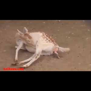 5.8K views · 80 reactions | Clip deer giving birth! | Dog Lovers Club | Facebook