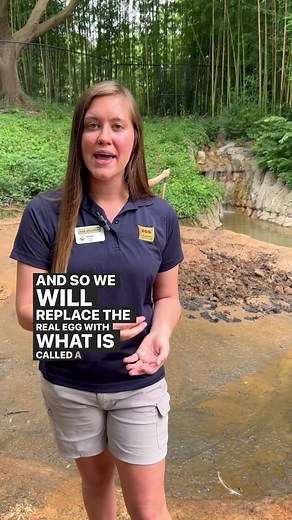 3.7K views · 163 reactions | How do flamingos build their nest mounds? Check it out! #OnlyZooATL | Zoo Atlanta | Facebook