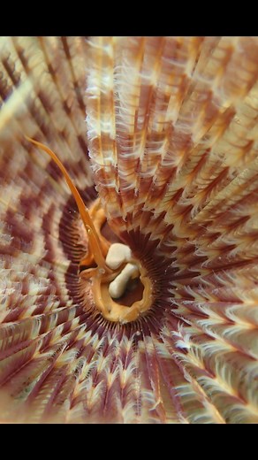 Aruba Outdoor Adventures on Reels