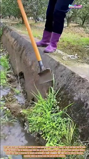 The Art of Canal Maintenance: Clearing Weeds and Algae