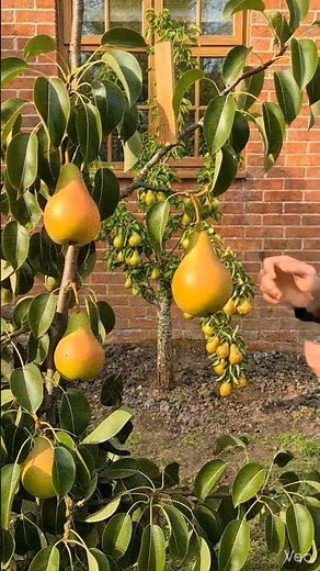🍐 Watch This Pear Tree Explode With Fruit