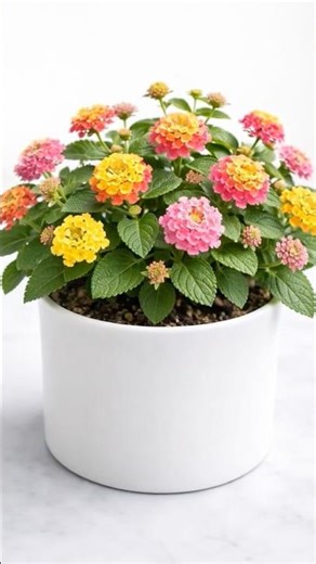 Lantana Plant #easyplants #plantgrowth #bloomingflowers #homeplants #tropicalplants #gardeningtips
