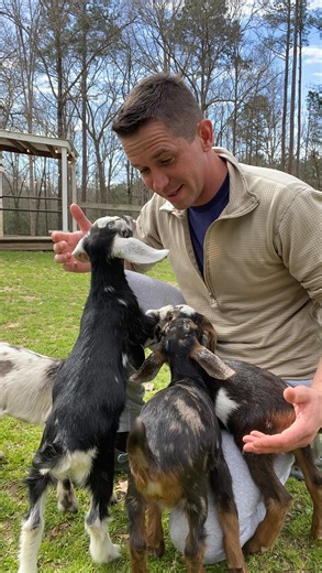 Morning dairy routine! South Carolina is one of the few states that allows the sale of raw milk and we sell out every week! Goats milk has SOOO many benefits from environmentally to health! #southcarolina #babygoats #goatfarm #smallfarm #exploresc #sc #fyp #dairygoats #homestead | Goat Daddy's Farm