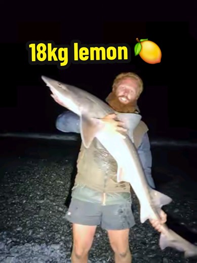 Epic Battle: Big RED vs Lemon Shark