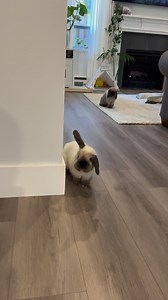 110K views · 3.3K reactions | The ear 殺勺: #bunny #bunnylove #bunnyoftheday #badbunny #bunnyselfie #bunnystagram #bunnylife #rabbit #cutebunny #pet #bunnymom #cutest #cuterabbits #food #vet #happy #freeroambunny #foryou #rabbitsofinstagram #bunnies #bunmom #bunnyrabbit #love #cuteanimals #cute #bunnyinfluencer #samandindy #กระต่าย #rescue #ทาสกระต่าย | Happy Bunnies | Facebook