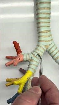 BIOL 158 Trachea Model