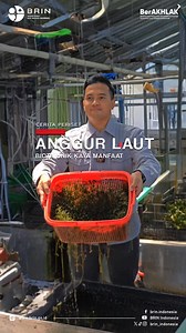 13K views · 293 reactions | Tahukan #KawanBRIN, di kedalaman laut ternyata ada anggur yang bisa dimakan. Simak penjelasan Firdaus, periset Pusat Riset Bioindustri Laut dan Darat BRIN tentang anggur laut (Caulerpaceae) dan potensi pemanfaatannya di video reels Cerita Periset:Anggur Laut Biota Unik Kaya Manfaat. Share ke #KawanBRIN lainnya agar makin banyak yang tahu! #anggurlaut #caulerpa #BRIN #RisetInovasi | Badan Riset dan Inovasi Nasional (BRIN) | Facebook