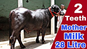 104K views · 77 shares | Top Class Murrah Bull at a Farmer’s Home  Mother Milk-28 Lt | Sansaniwal Dairy Farm | Facebook