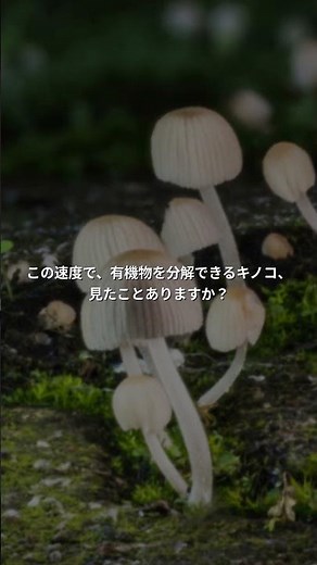 新種キノコが3週間で世界を変えた