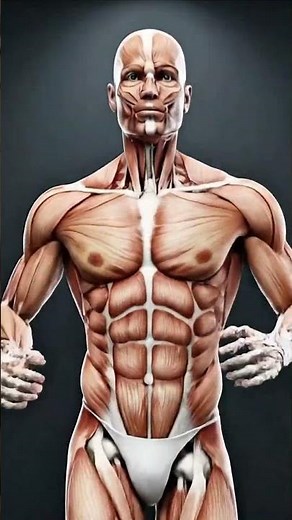 Running Workout Muscle Activation | Before & After Running Animation (3D Anatomy)