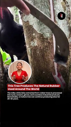 🌳 This Tree Produces The Natural Rubber Used Around The World 🌿🛞✨