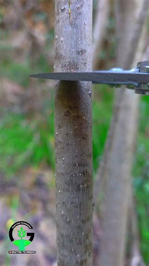 Grafting plants | Persimmon tree grafting techniques | Successful grafting #shorts #bonsai #trending