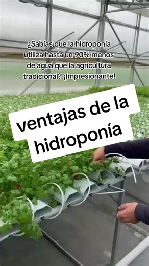 ventajas de la hidroponía #sistemahidroponico #hidroponia #siembraencasa #hidroponico #cultivoenagua