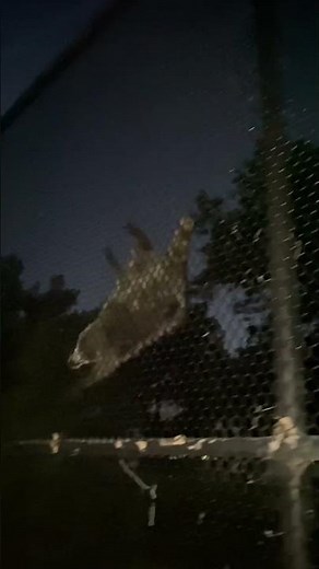 Sly Cooper 5 Trailer (real)