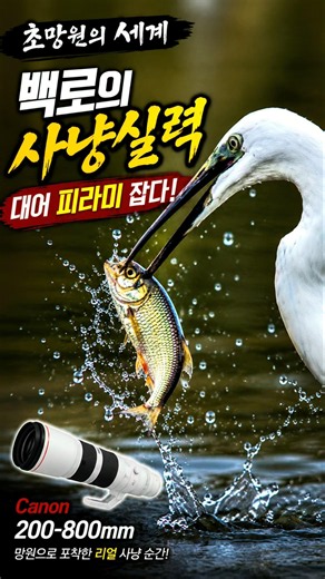 “한입에 꿀꺽ㄷㄷ 백로의 피라미 사냥 성공!” 초망원의 세계 캐논 800mm