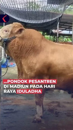 SAPI PILIHAN PRESIDEN SIAP UNTUK IDULADHA 2026 #short
