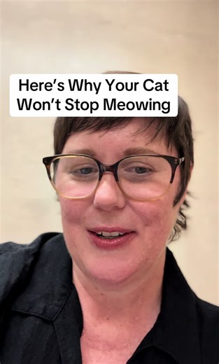 Here’s the real reason your cat won’t shut up, and how to get it to stop meowing all the time.