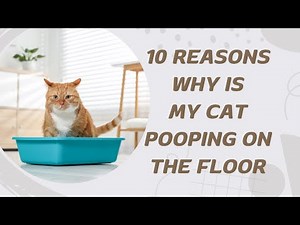 10 Reasons Why Is My Cat Pooping On The Floor