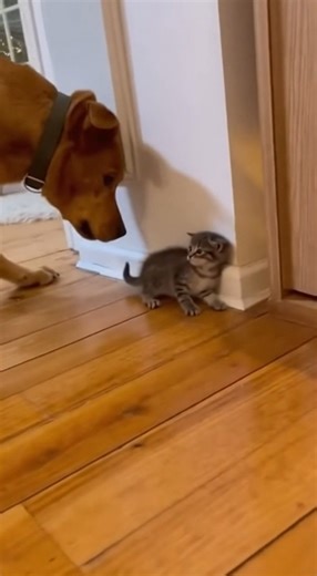 2M views · 23K reactions | When a big dog pushes a little cat to the wall, things get wild! Just when you think it's game over, an unexpected hero steps in. Don't miss this hilarious rescue moment! | Pawfect Chaos | Facebook