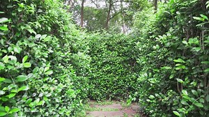 Walking through hedge maze. Inside view of outdoor garden labyrinth. Scenic passages are made of vertical hedges. Amazing green walls. Finding a way out of the maze.