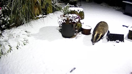 Just a few visitors last night in the snow ❄️ Clever Bramble found the egg and he was off back to his warm cosy sett with a full tummy 🦡🐾🐾❤️🥶#mrlumpyandfriends #wildlife #badgers #uknature #badgersoftiktok