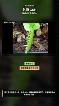 GSH 讓捕蠅草慢慢閉合，不是瞬間快關 #維納斯捕蠅草 #食蟲植物 #GSH #植物生理學 #科學論文導讀
